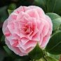 Geranium Purely Pink Double Petals Dense Ball-shaped Perennial Bonsai Flowers 10 PCS Seeds