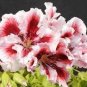 Geranium Purely Pink Double Petals Dense Ball-shaped Perennial Bonsai Flowers 10 PCS Seeds
