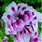 Geranium Purely White Petals Purple Spot Flower 10 pcs Seeds Geranium Purely White Petals Purple Spot Flower 10 pcs Seeds