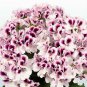 Geranium Purely White Petals Purple Spot Flower 10 pcs Seeds