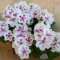 Geranium Purely White Petals Purple Spot Flower 10 pcs Seeds