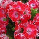 Geranium Red Corrugated Double Petals with White Centre Flowers 10 PCS Seeds Geranium Red Corrugated Double Petals with White Centre Flowers 10 PCS Seeds