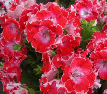 Geranium Red Corrugated Double Petals with White Centre Flowers 10 PCS Seeds