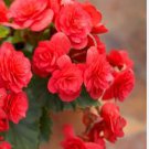 Geranium Rose Red Begonia-like Double Petals Bonsai Perennial Flowers 10 PCS Seeds Geranium Rose Red Begonia-like Double Petals Bonsai Perennial Flowers 10 PCS Seeds