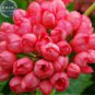 Geranium Rose Red Begonia-like Double Petals Bonsai Perennial Flowers 10 PCS Seeds