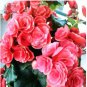 Geranium Rose Red Begonia-like Double Petals Bonsai Perennial Flowers 10 PCS Seeds