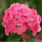 Geranium Seed Rare Variegated Geranium Flower Potted Winter Perennial Pelargonium 50 PCS Seeds