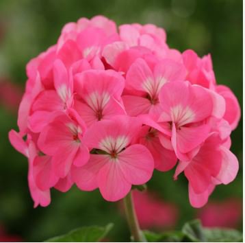 Geranium Seed Rare Variegated Geranium Flower Potted Winter Perennial Pelargonium 50 PCS Seeds