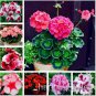 Geranium Seed Rare Variegated Geranium Flower Potted Winter Perennial Pelargonium 50 PCS Seeds