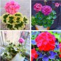 Geranium Seed Rare Variegated Geranium Flower Potted Winter Perennial Pelargonium 50 PCS Seeds