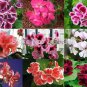 Geranium Seed Rare Variegated Geranium Flower Potted Winter Perennial Pelargonium 50 PCS Seeds