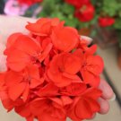 Geranium Seeds Conny Orange Perennial 'Red Blossom Rosebud' Series 10 PCS Seeds