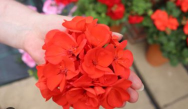 Geranium Seeds Conny Orange Perennial 'Red Blossom Rosebud' Series 10 PCS Seeds