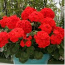 Geranium Seeds Dark Red Damask Double Compact Flowers 10 PCS Seeds Geranium Seeds Dark Red Damask Double Compact Flowers 10 PCS Seeds