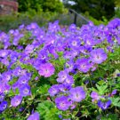 Geranium Seeds Light Water Pink Double Flowers with Purple 30 PCS Seeds