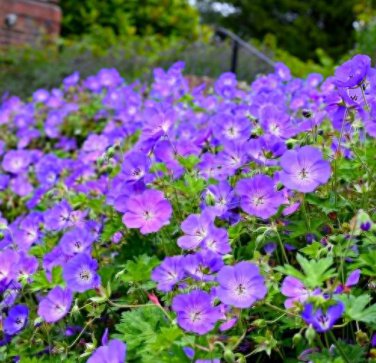 Geranium Seeds Light Water Pink Double Flowers with Purple 30 PCS Seeds