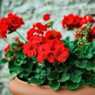 Geranium Seeds Rose Red to Milky White to Green Ball Types Double Flowers 30 PCS Seeds