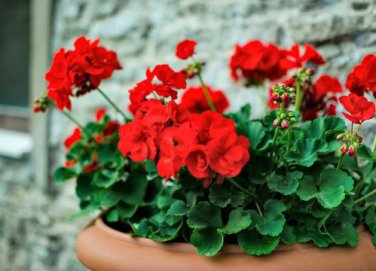 Geranium Seeds Rose Red to Milky White to Green Ball Types Double Flowers 30 PCS Seeds