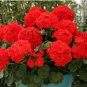 Geranium Seeds Variegated Red Flowers with Colorful Leaves 100 PCS Seeds