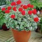 Geranium Seeds Variegated Red Flowers with Colorful Leaves 100 PCS Seeds