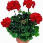Geranium Seeds Variegated Red Flowers with Colorful Leaves 100 PCS Seeds