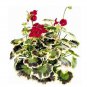 Geranium Seeds Variegated Red Flowers with Colorful Leaves 100 PCS Seeds