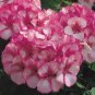 Geranium Vibrant Pink & White Bicolor Blooms Flower 10 PCS Seeds