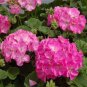 Geranium Vibrant Pink & White Bicolor Blooms Flower 10 PCS Seeds