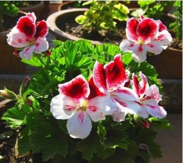 Geranium White Double Petals with Green Centre Ball Typed Bonsai Flowers 10 PCS Seeds