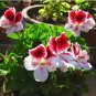 Geranium White Double Petals with Green Centre Ball Typed Bonsai Flowers 10 PCS Seeds