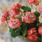 Geranium White Light Orange Thin Long Ornamental Bonsai Flowers 10 PCS Seeds Geranium White Light Orange Thin Long Ornamental Bonsai Flowers 10 PCS Seeds