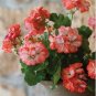 Geranium White Light Orange Thin Long Ornamental Bonsai Flowers 10 PCS Seeds