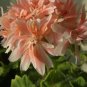 Geranium White Light Orange Thin Long Ornamental Bonsai Flowers 10 PCS Seeds