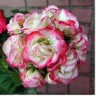 Geranium White Red Ball Type Flower 10 PCS Seeds Geranium White Red Ball Type Flower 10 PCS Seeds