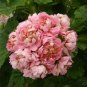 Geranium White Red Ball Type Flower 10 PCS Seeds