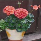 Geranium White to Pink Single Dense Petals Big Blooms Bonsai 10 PCS Seeds Geranium White to Pink Single Dense Petals Big Blooms Bonsai 10 PCS Seeds