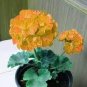 Geranium White to Pink Single Dense Petals Big Blooms Bonsai 10 PCS Seeds