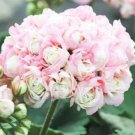 Geranium White-to-light pink Hydrangea-typed Bonsai Flowers 10 PCS Seeds Geranium White-to-light pink Hydrangea-typed Bonsai Flowers 10 PCS Seeds