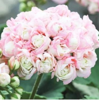 Geranium White-to-light pink Hydrangea-typed Bonsai Flowers 10 PCS Seeds