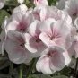 Geranium White-to-light pink Hydrangea-typed Bonsai Flowers 10 PCS Seeds