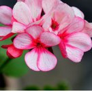 Geranium Whitish Light Pink Single Petals with Rose Red Edge Centre Flowers 10 PCS Seeds Geranium Whitish Light Pink Single Petals with Rose Red Edge Centre Flowers 10 PCS Seeds