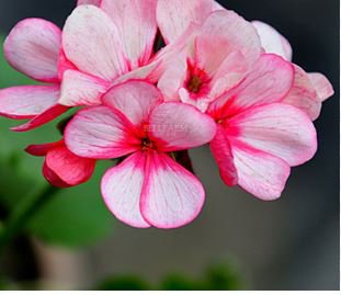 Geranium Whitish Light Pink Single Petals with Rose Red Edge Centre Flowers 10 PCS Seeds