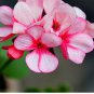 Geranium Whitish Light Pink Single Petals with Rose Red Edge Centre Flowers 10 PCS Seeds