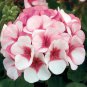 Geranium Whitish Light Pink Single Petals with Rose Red Edge Centre Flowers 10 PCS Seeds