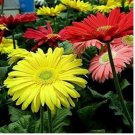 Gerbera Daisy Bonsai New Hybrids, Mixed Flower Pot Bonsai 100 PCS Seeds