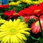 Gerbera Daisy Bonsai New Hybrids, Mixed Flower Pot Bonsai 100 PCS Seeds