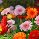 Gerbera Daisy Hybrids Mix Flower 100 PCS Seeds