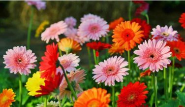 Gerbera Daisy Hybrids Mix Flower 100 PCS Seeds