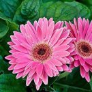 Gerbera Daisy Hybrids Mix Flower Plantas Bonsai 200 PCS Seeds