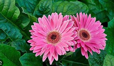 Gerbera Daisy Hybrids Mix Flower Plantas Bonsai 200 PCS Seeds